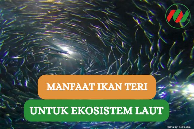 7 Manfaat Ikan Teri Untuk Keseimbangan Ekosistem Laut